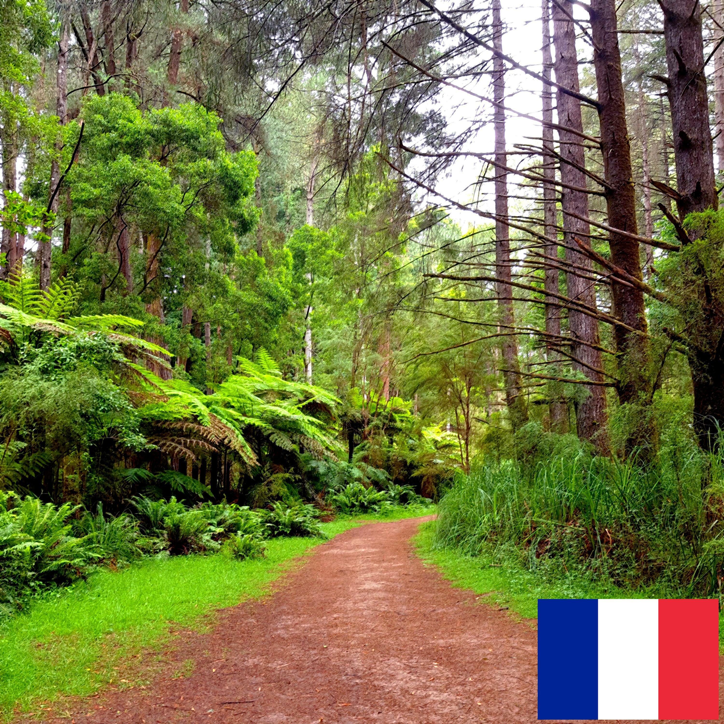 Track Image